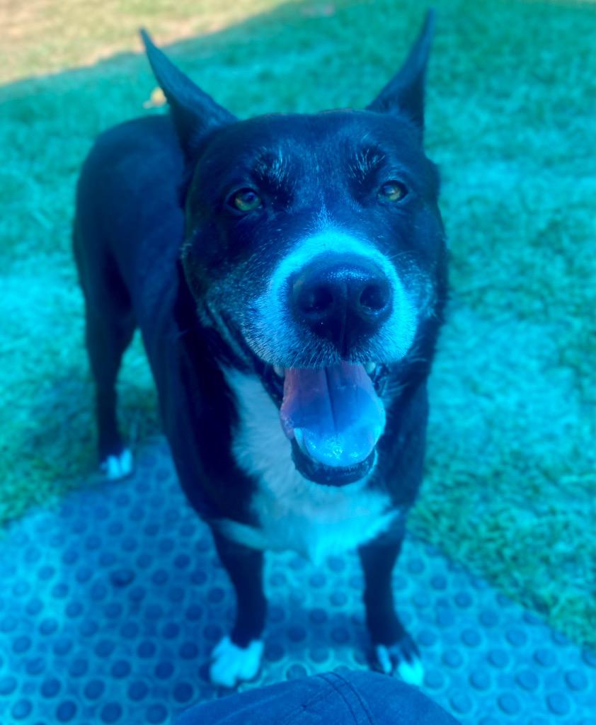 Enlarge Bubba, a Adoptable mixed breed in Bryant, AR image 3/6
