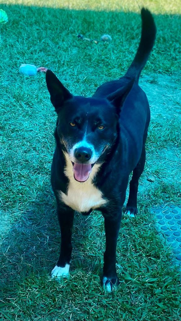 Enlarge Bubba, a Adoptable mixed breed in Bryant, AR image 4/6