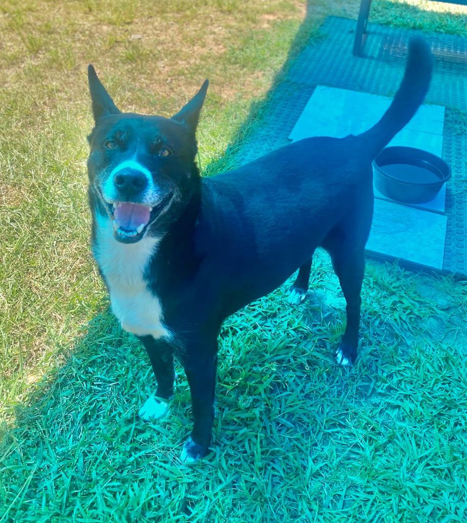 Enlarge Bubba, a Adoptable mixed breed in Bryant, AR image 5/6