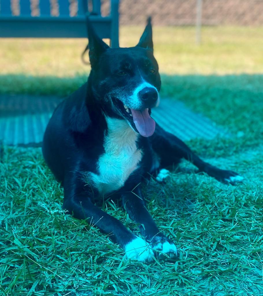 Enlarge Bubba, a Adoptable mixed breed in Bryant, AR image 6/6