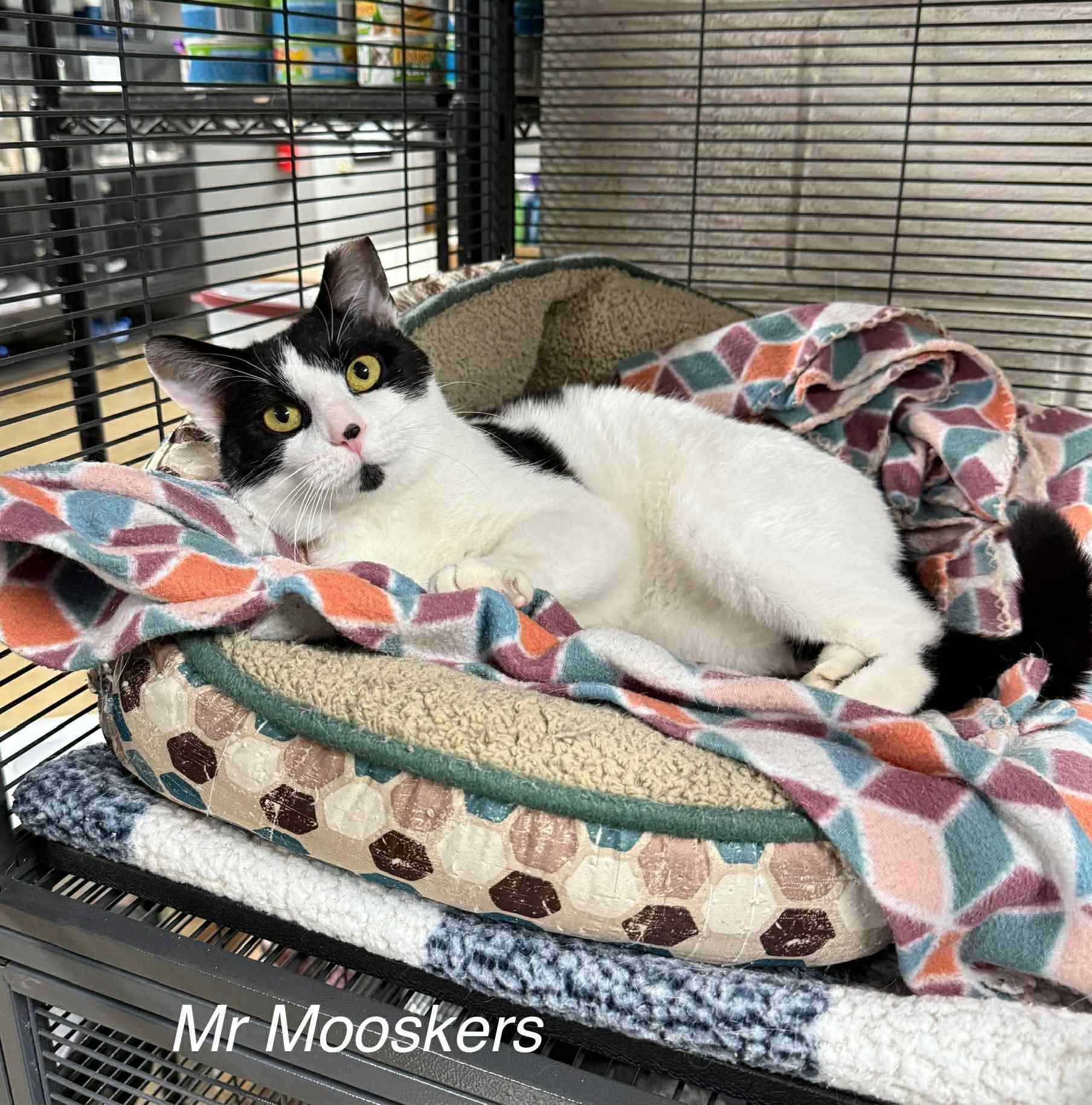 Mr. Mooskers, ADOPTABLE, Adult Male Domestic Short Hair.