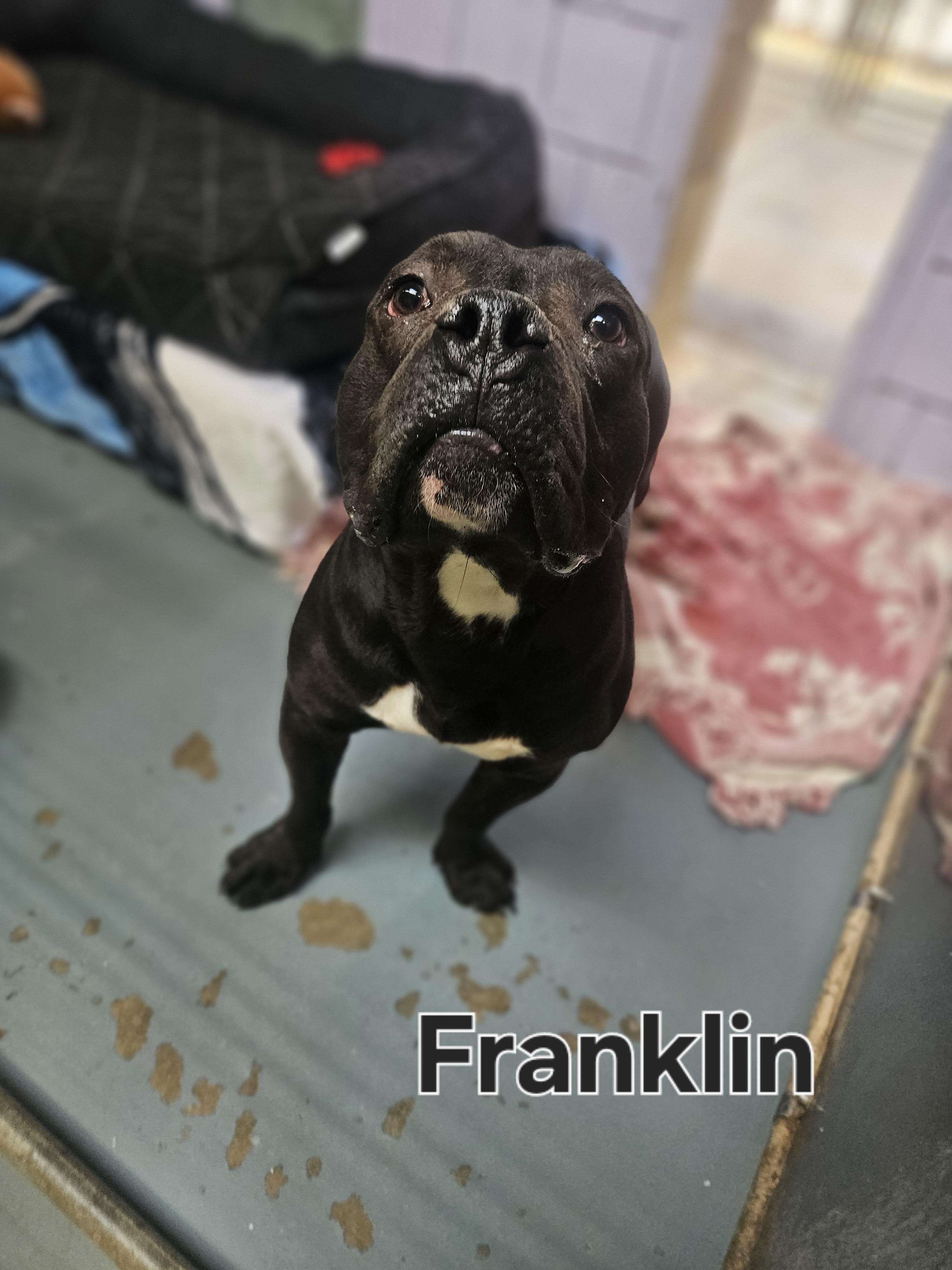 Franklin, a Adoptable mixed breed in Old Bridge, NJ image 4/4