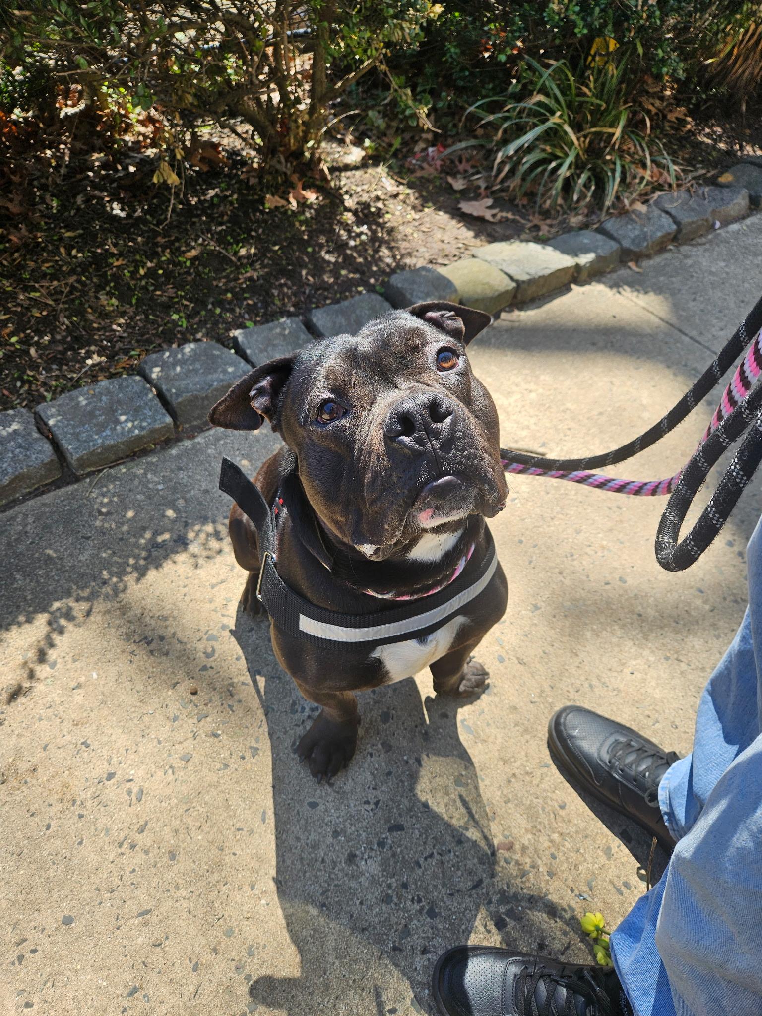 Franklin, Adoptable, Young Male American Bulldog.