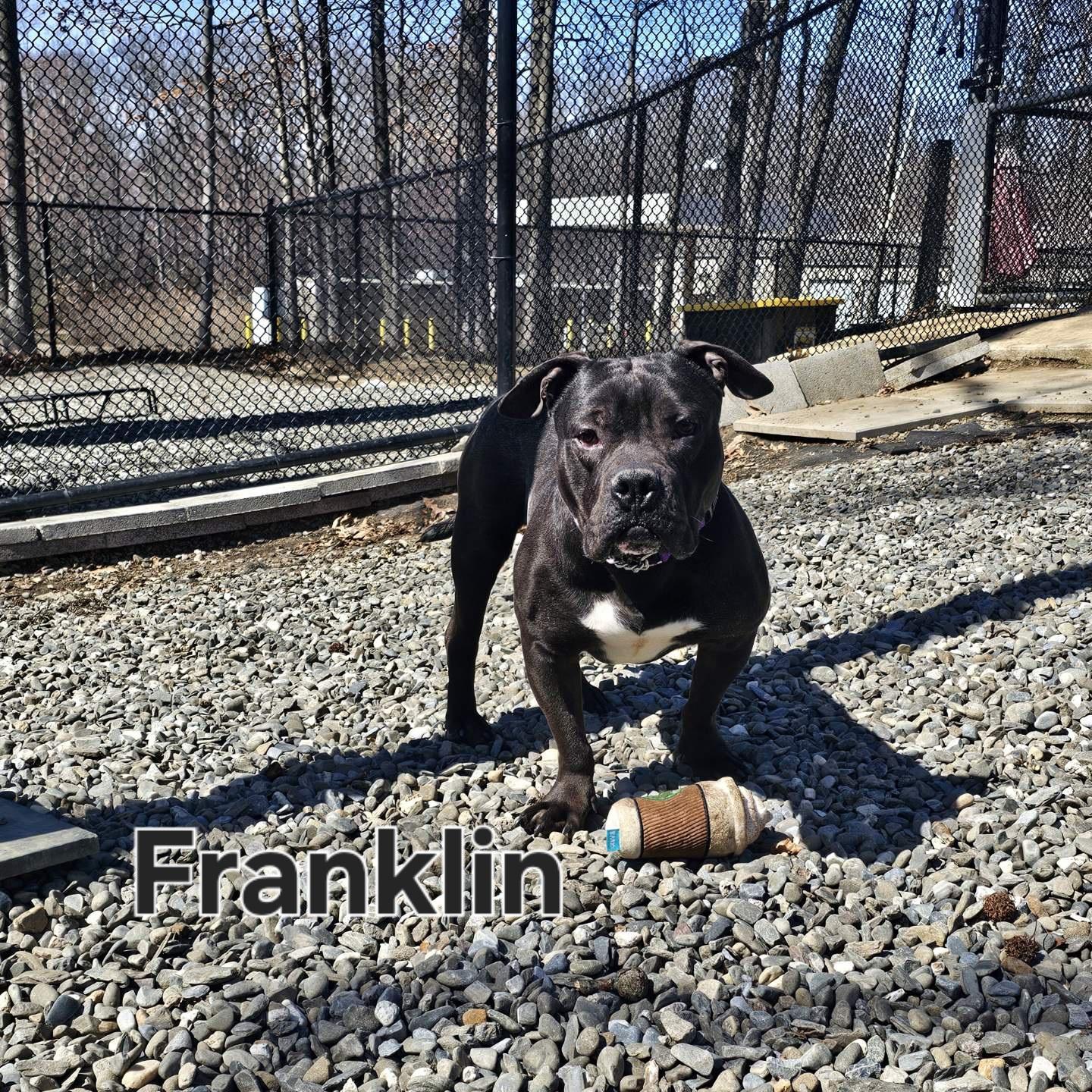 Franklin, a Adoptable mixed breed in Old Bridge, NJ image 2/4