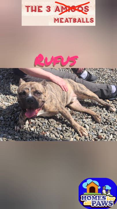 Enlarge Franklin, a Adoptable mixed breed in Old Bridge, NJ video 3/4