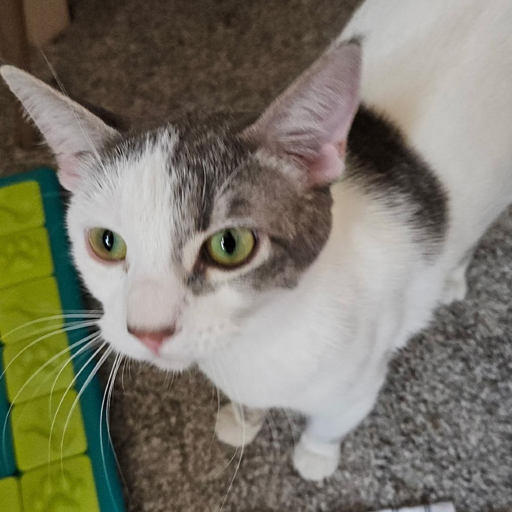 Kirkland Signature, a Adoptable Domestic Short Hair in Layton, UT image 1/4