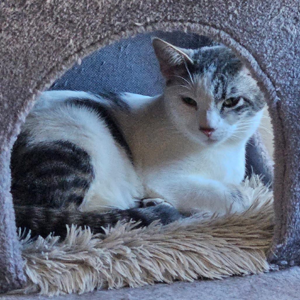 Kirkland Signature, a Adoptable Domestic Short Hair in Layton, UT image 2/4