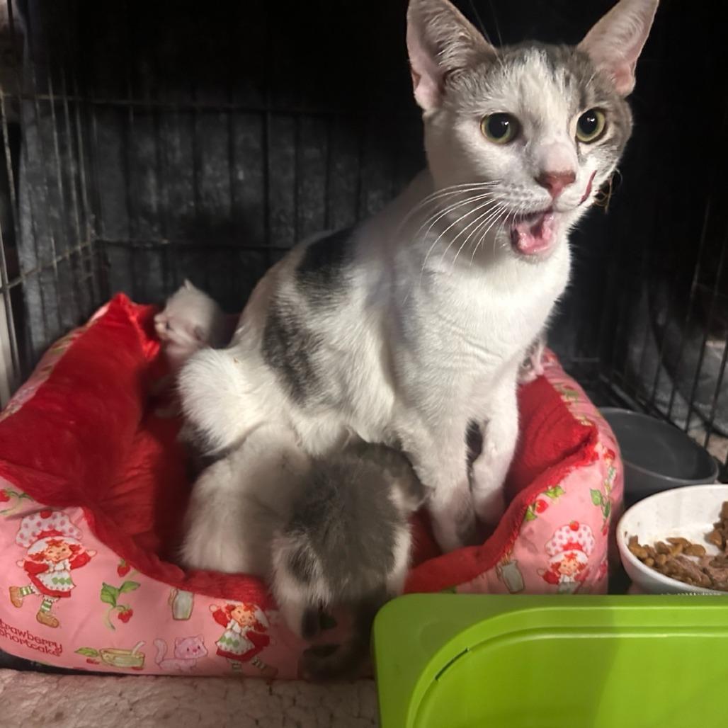 Kirkland Signature, a Adoptable Domestic Short Hair in Layton, UT image 3/4