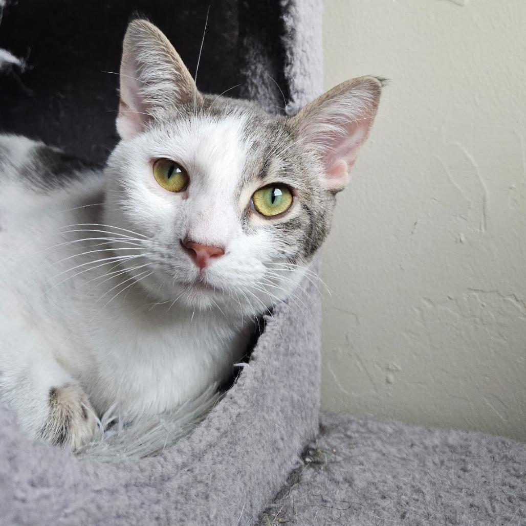 Kirkland Signature, a Adoptable Domestic Short Hair in Layton, UT image 4/4