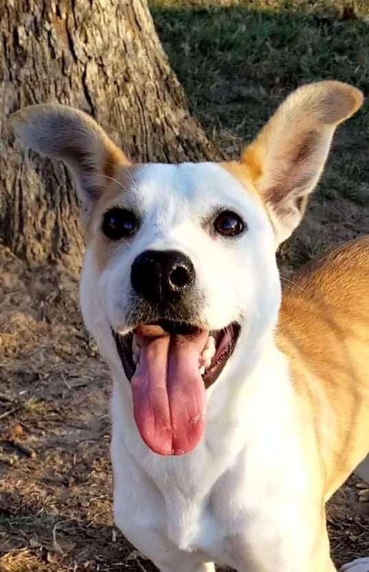 Enlarge Penelope, a Adoptable mixed breed in Mineola, TX image 1/1