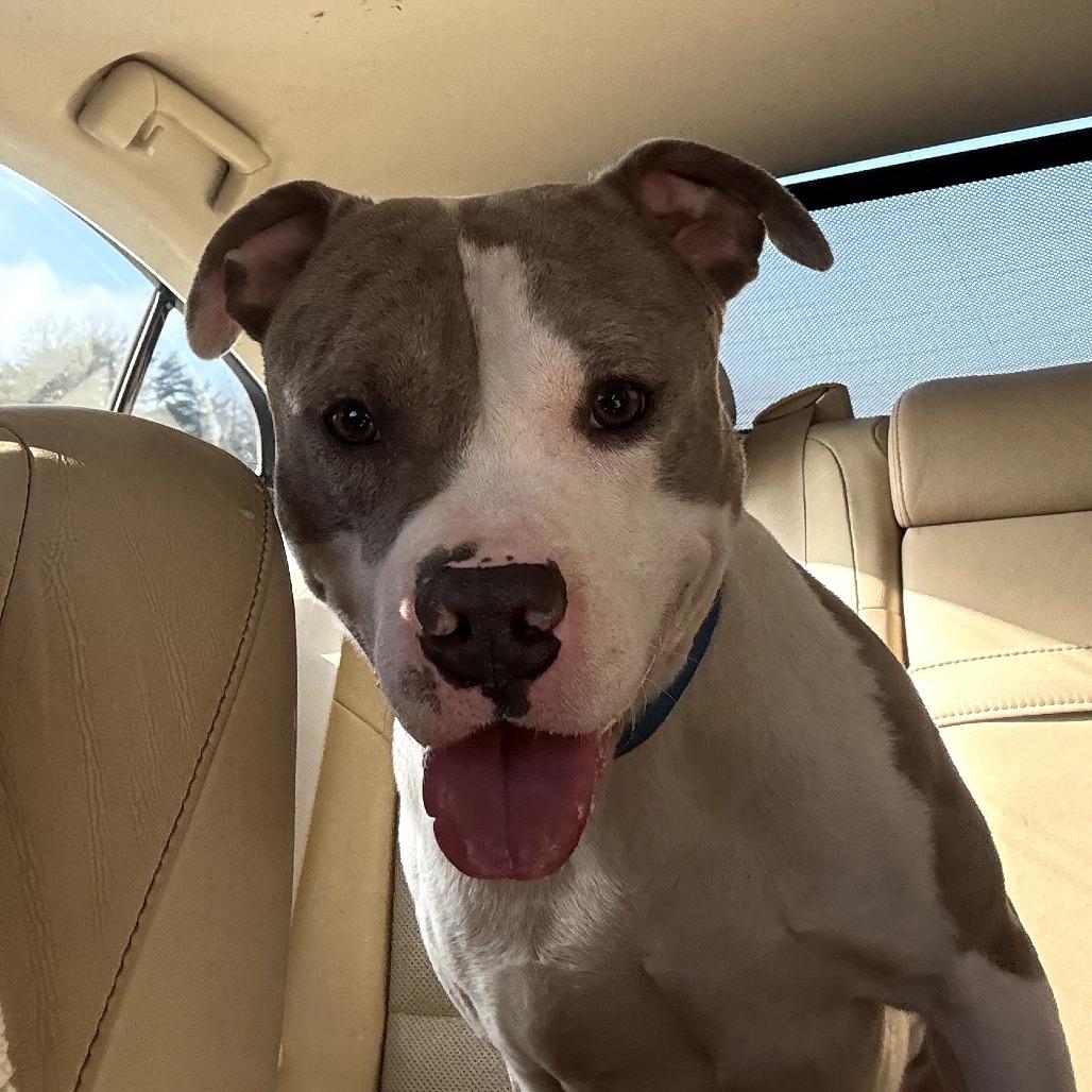 Randy, Adoptable, Adult Male Pit Bull Terrier.