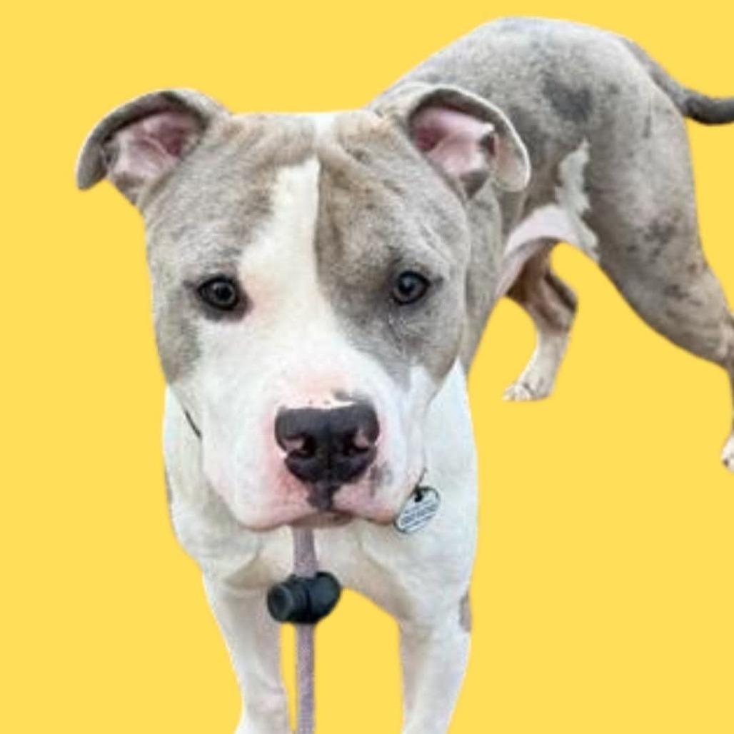 Enlarge Randy, a Adoptable Pit Bull Terrier in York, PA image 3/4