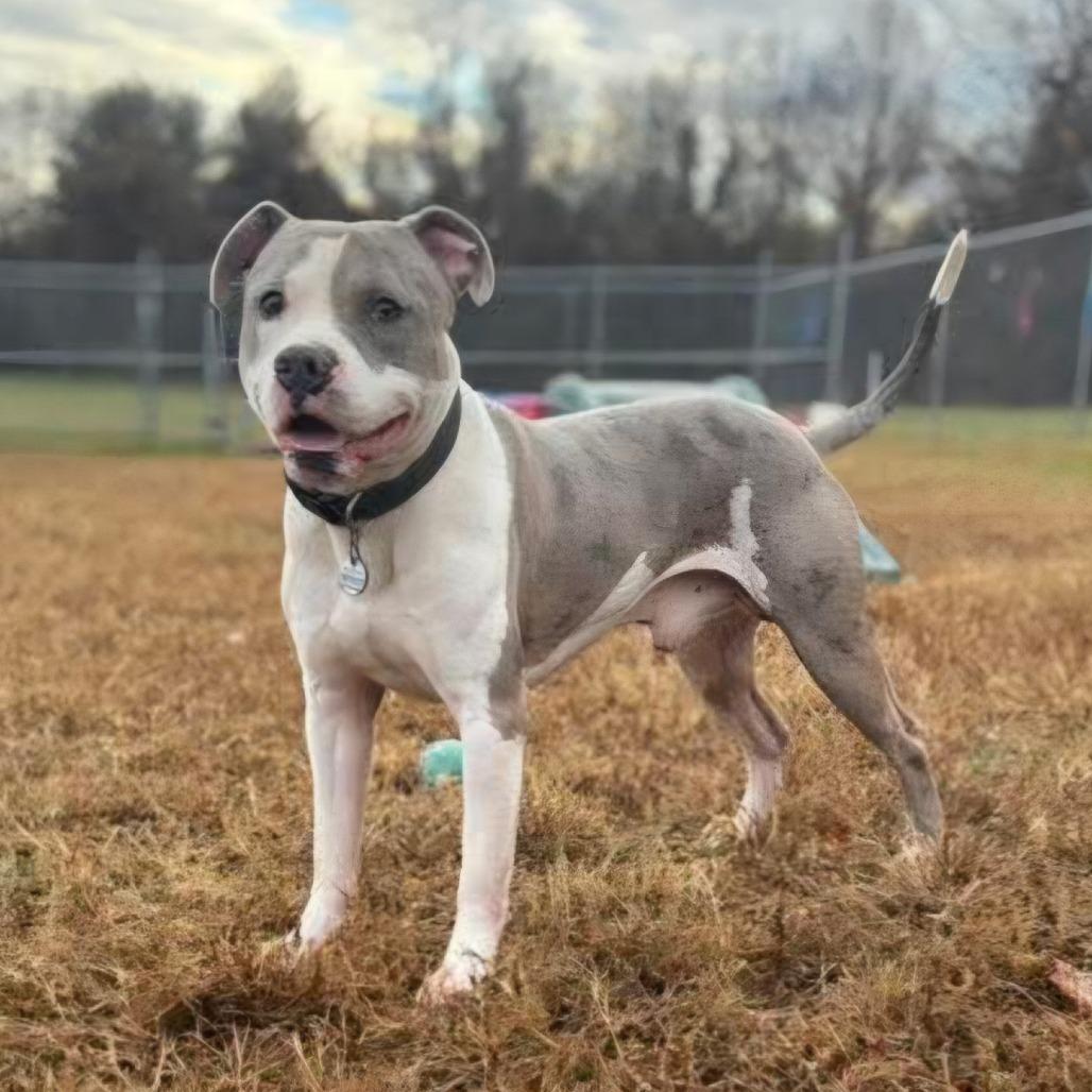Enlarge Randy, a Adoptable Pit Bull Terrier in York, PA image 4/4
