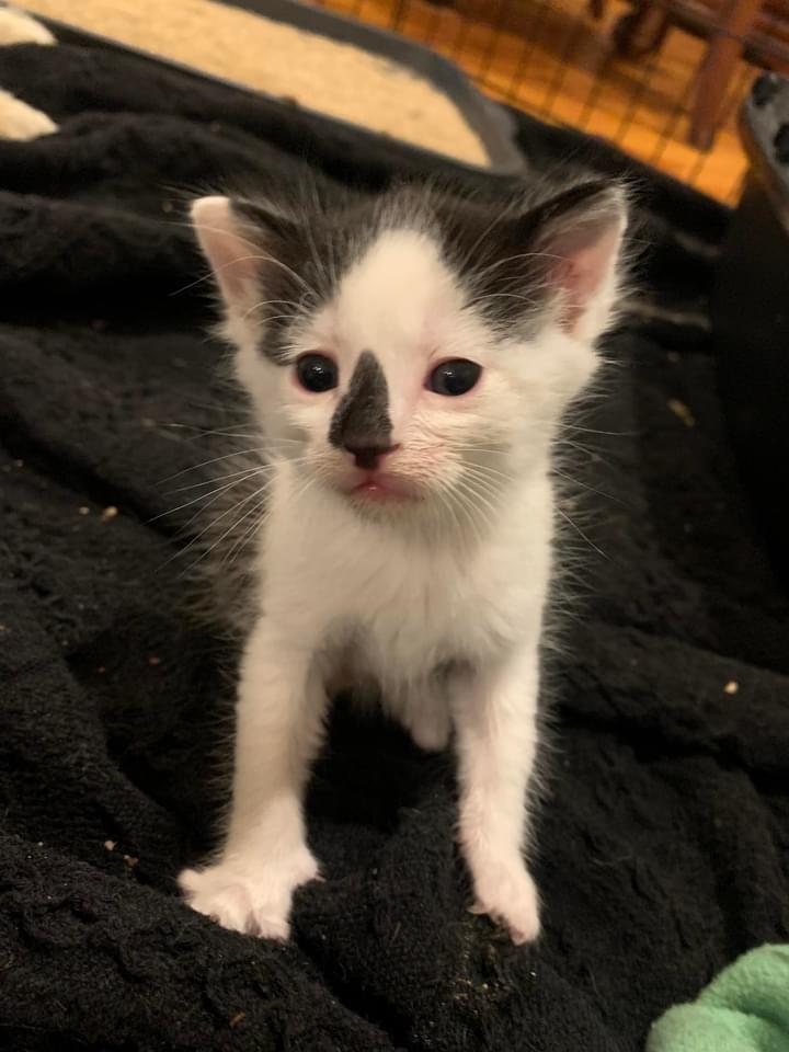 Skully, Adoptable, Young Male Domestic Short Hair.