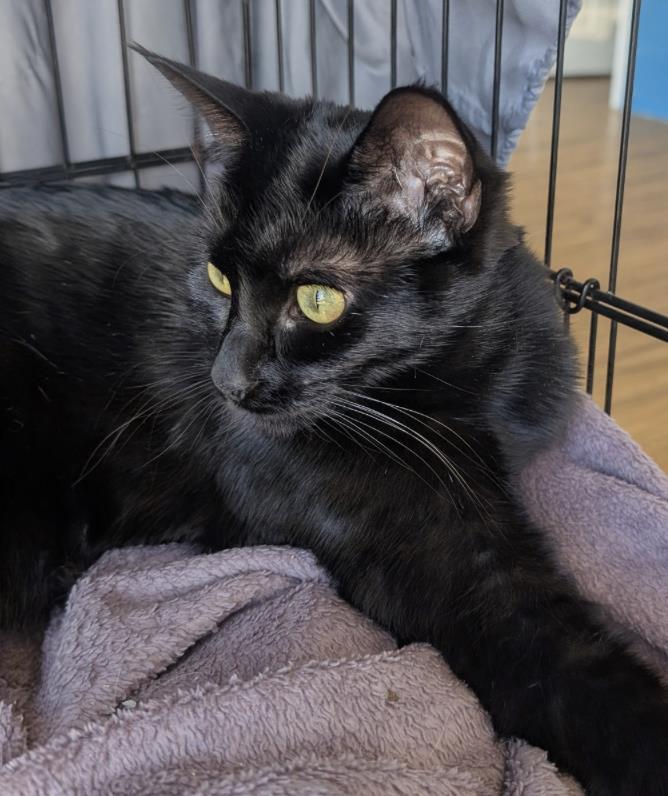 Pomodoro, Adoptable, Young Female Domestic Short Hair.