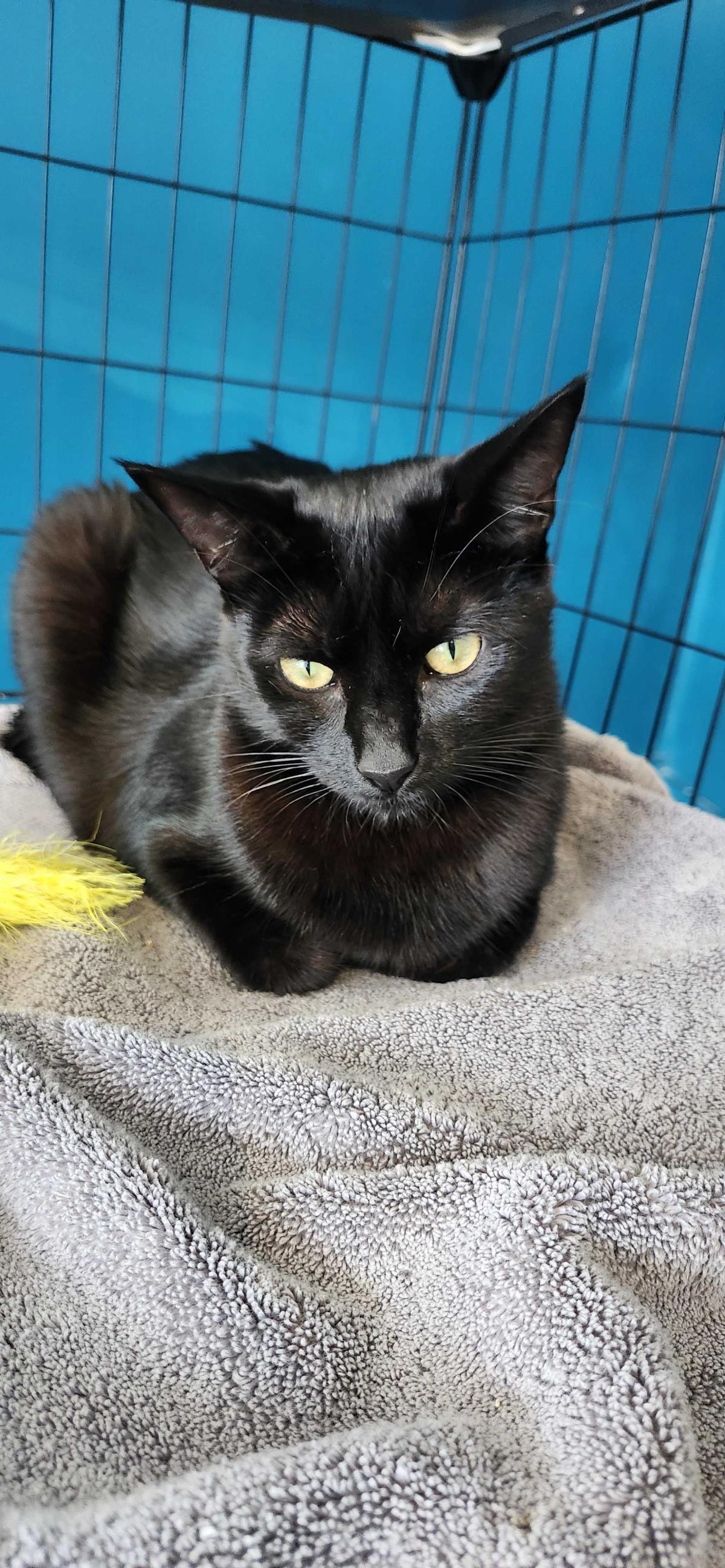 Enlarge Pomodoro, a Adoptable Domestic Short Hair in La Jolla, CA image 2/3