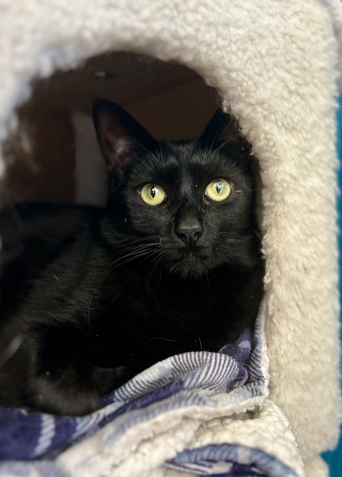 Pomodoro, a Adoptable Domestic Short Hair in La Jolla, CA image 2/3