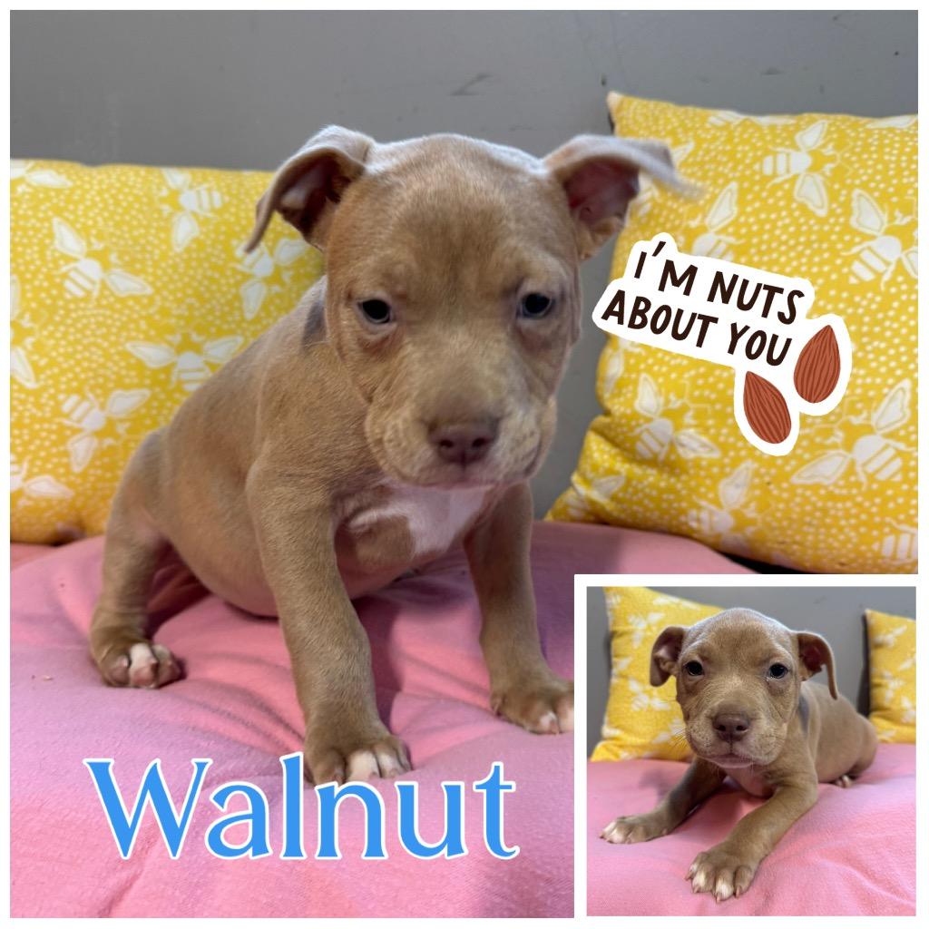 Walnut, Adoptable, Puppy Male Pit Bull Terrier & Mixed Breed.