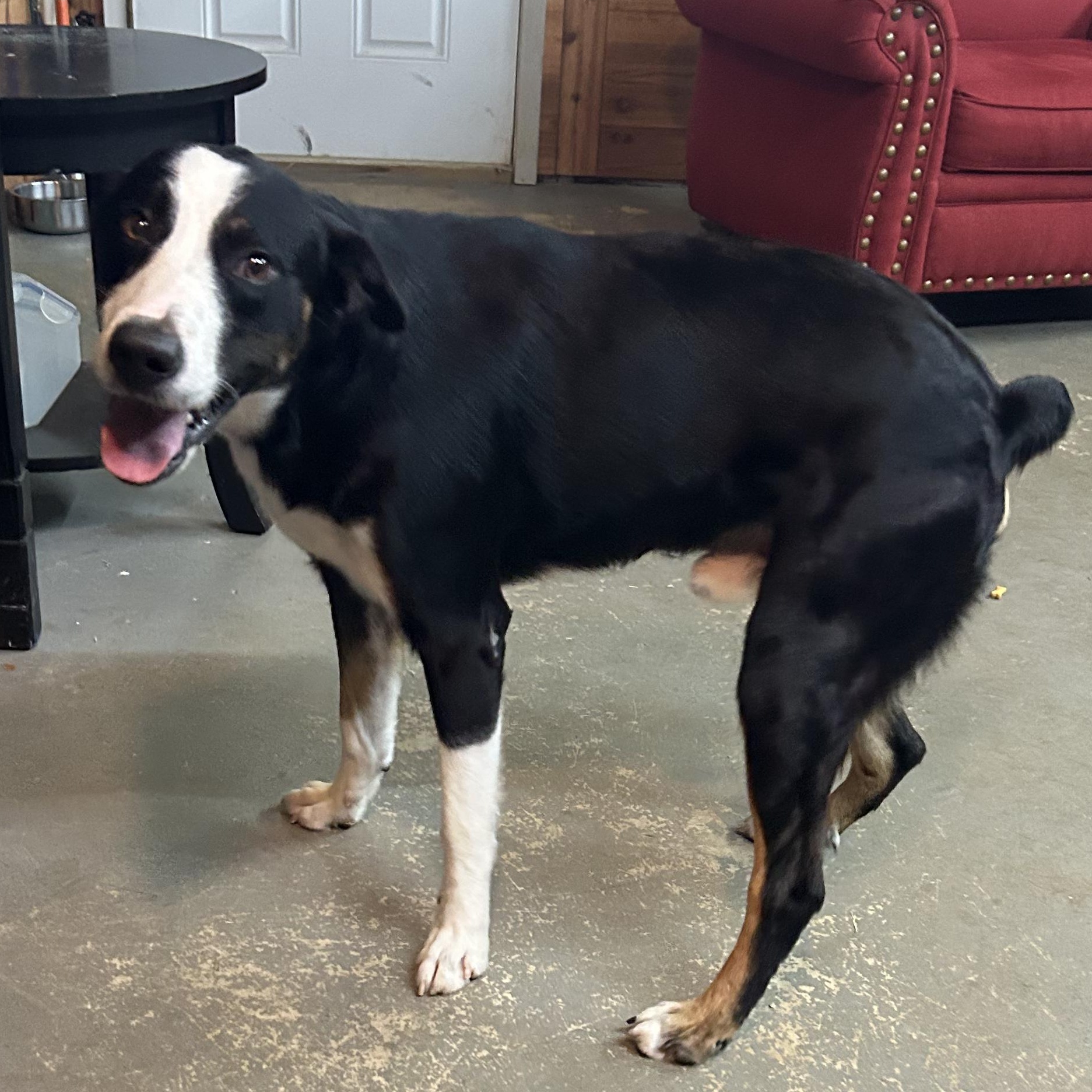 Panda, a ADOPTABLE mixed breed in Llano, TX image 4/6