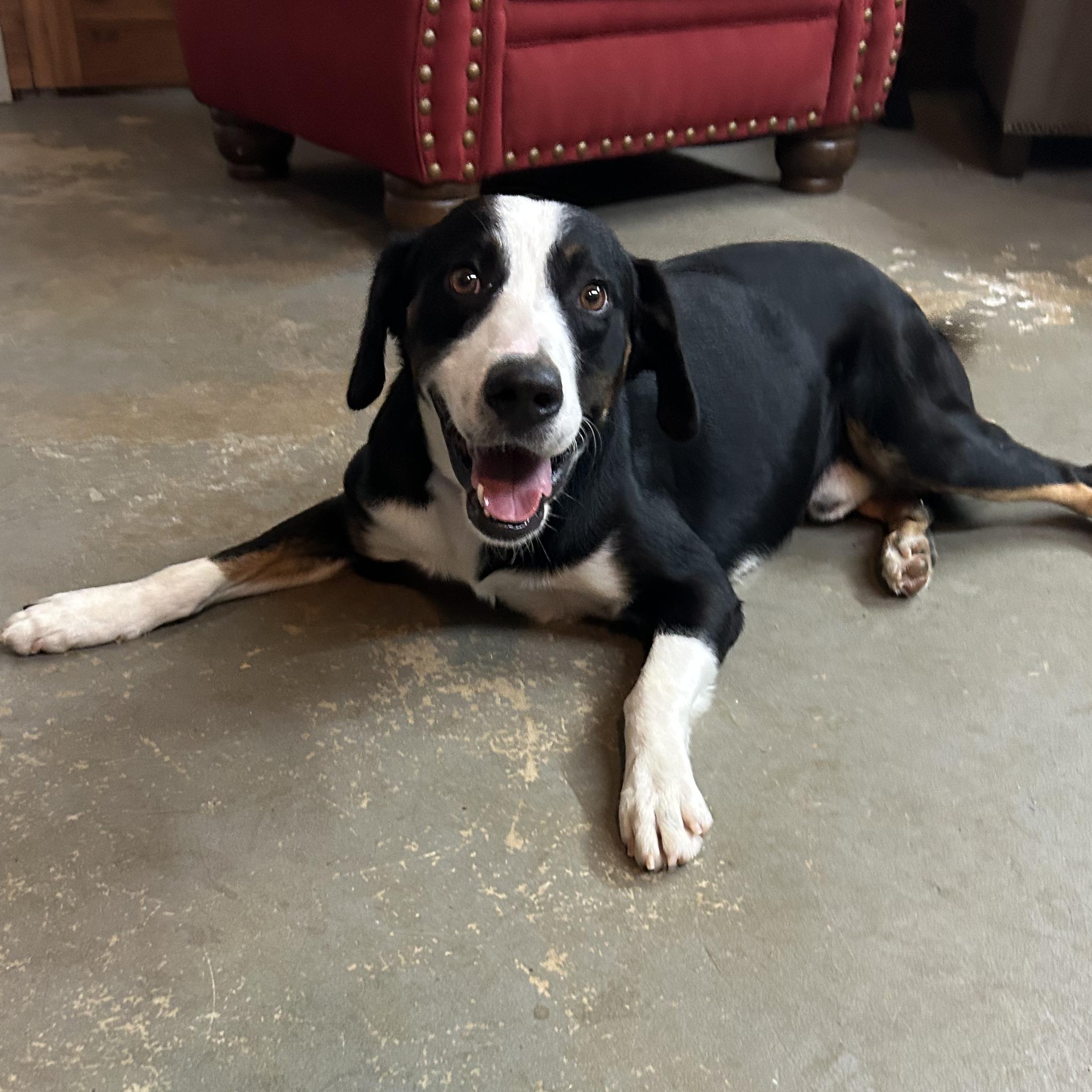 Panda, a ADOPTABLE mixed breed in Llano, TX image 1/6