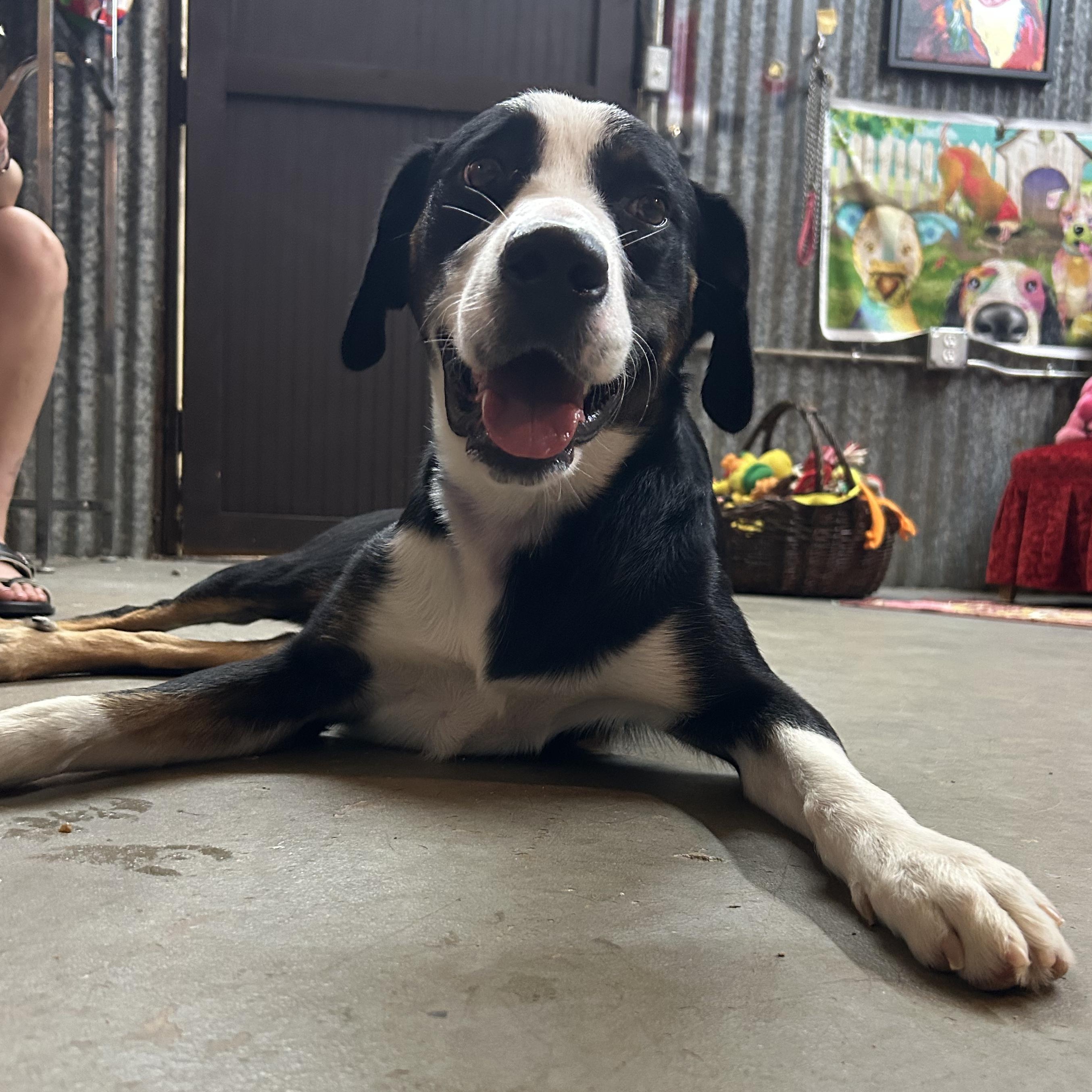 Panda, a ADOPTABLE mixed breed in Llano, TX image 2/6