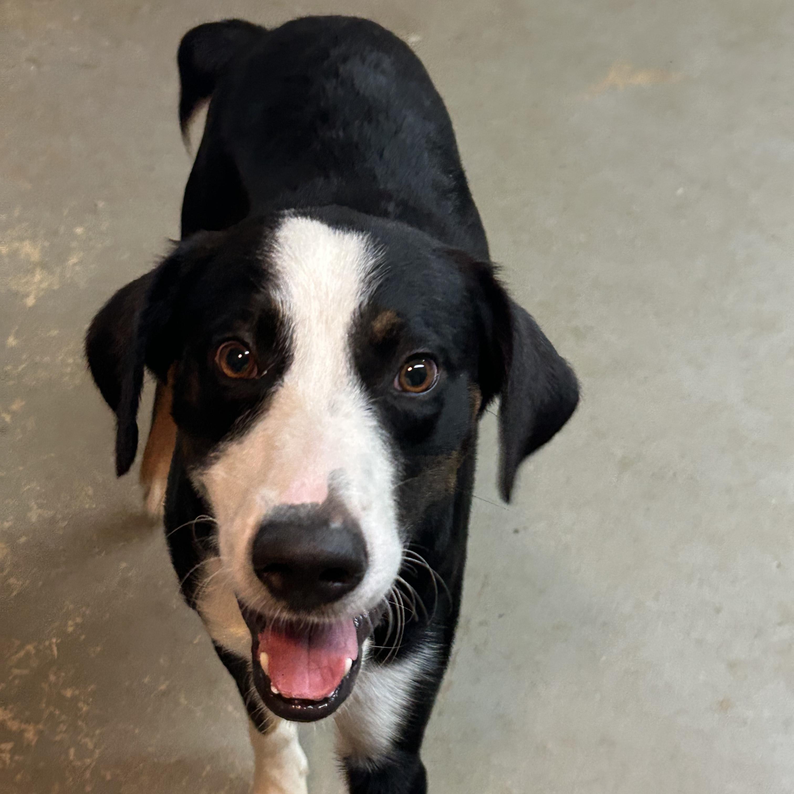 Panda, a ADOPTABLE mixed breed in Llano, TX image 5/6