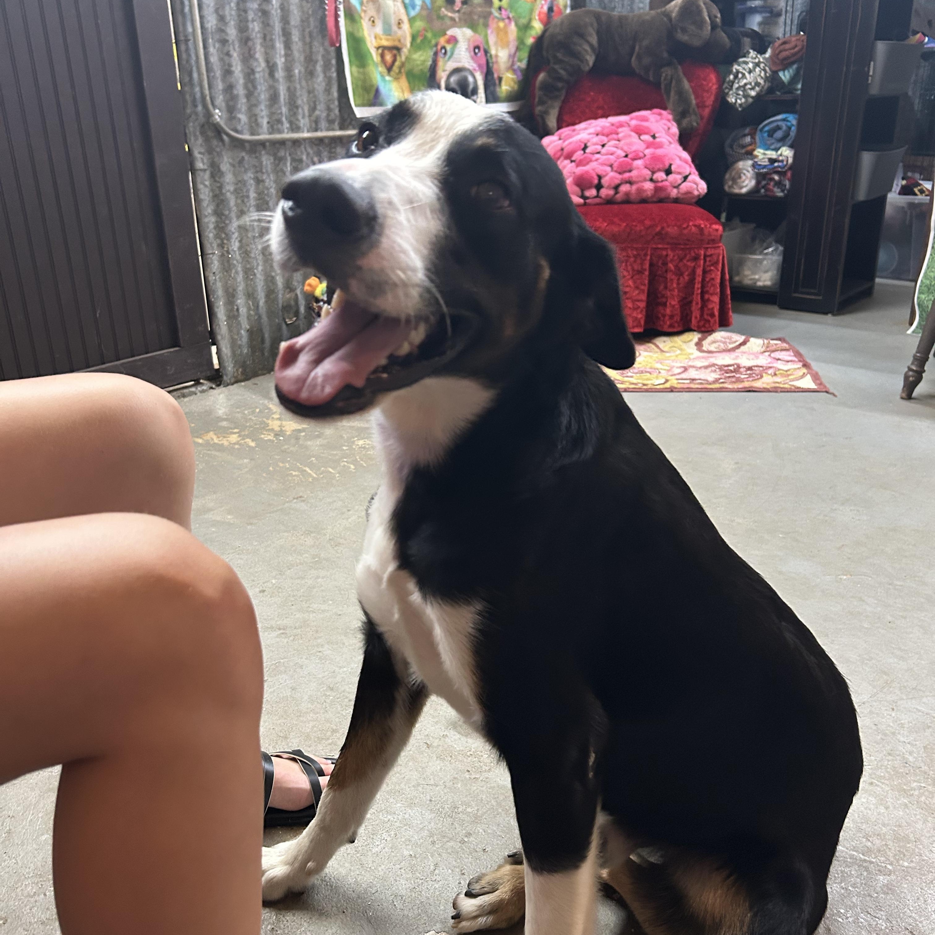 Panda, a ADOPTABLE mixed breed in Llano, TX image 3/6