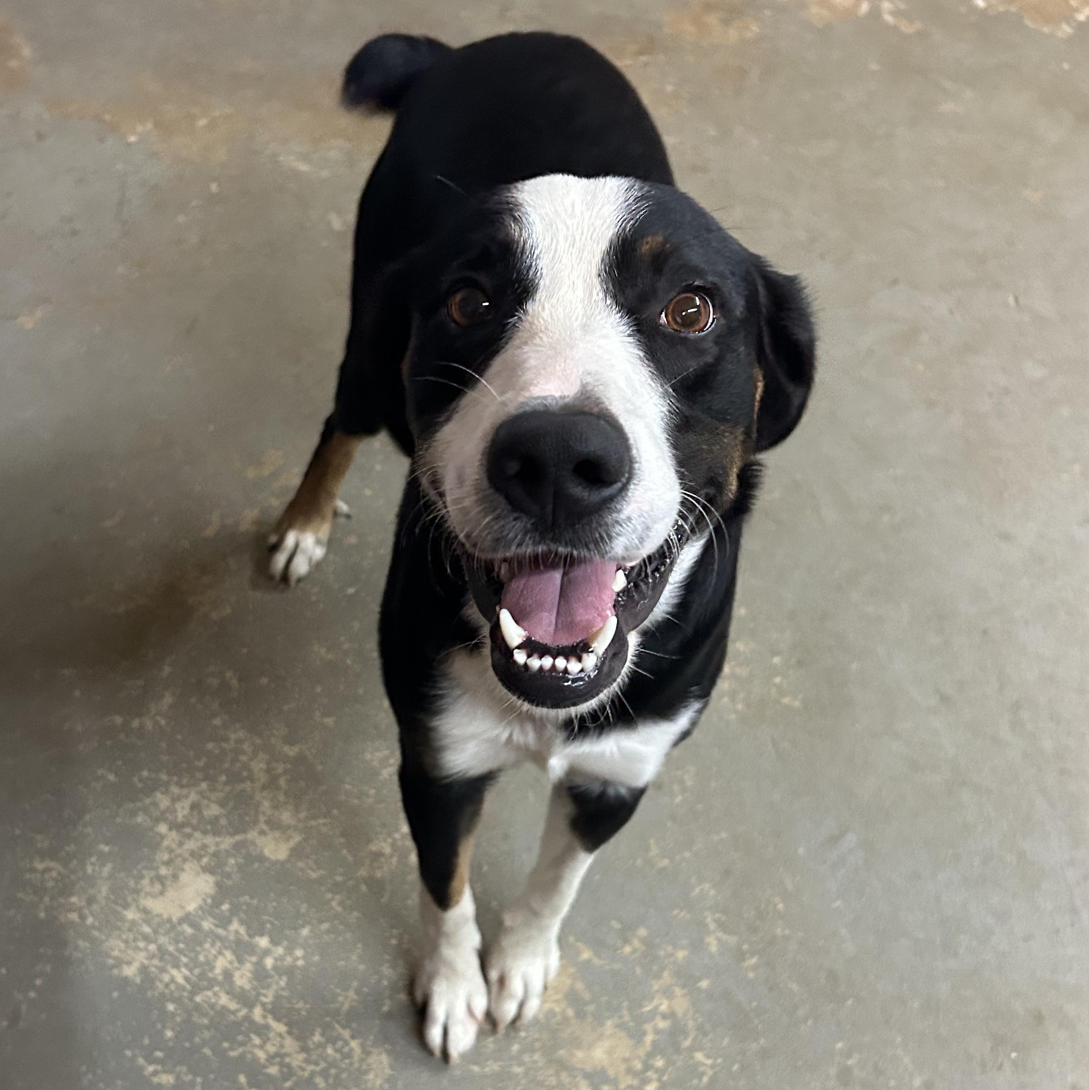 Panda, a ADOPTABLE mixed breed in Llano, TX image 6/6