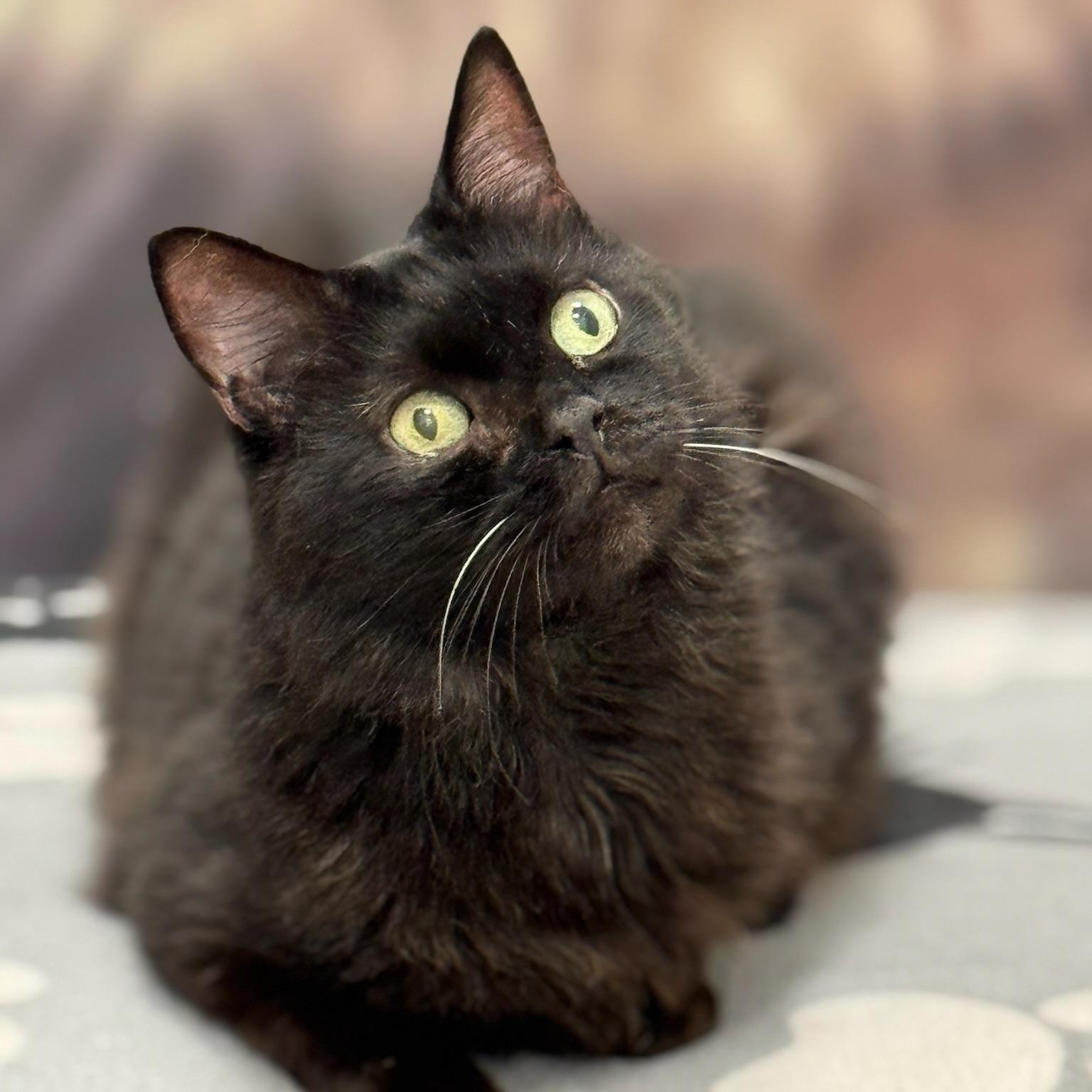 McKinney, Senior Male Domestic Long Hair