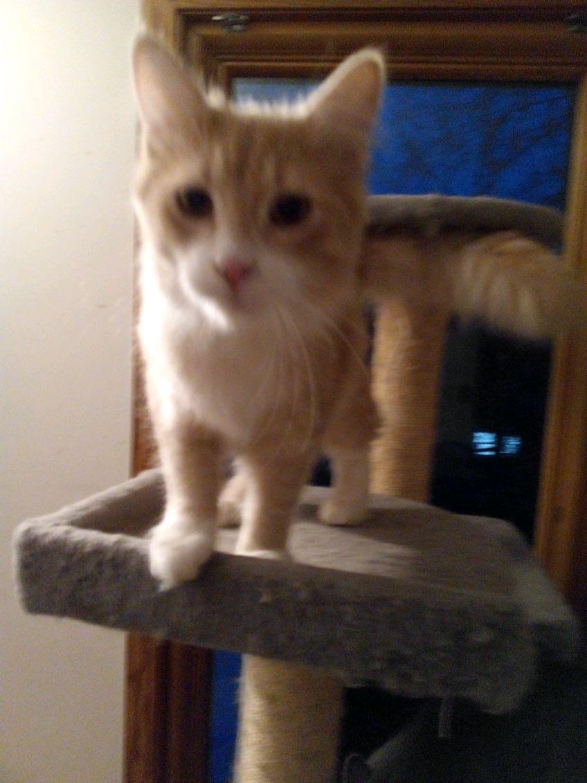 Hyde, Adoptable, Young Male Domestic Medium Hair.