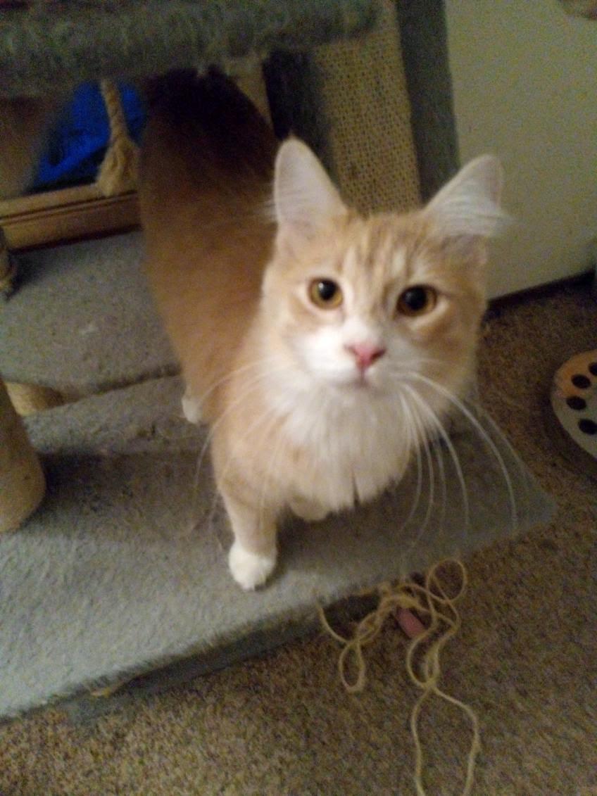 Enlarge Hyde, a Adoptable Domestic Medium Hair in Mound, MN image 2/2