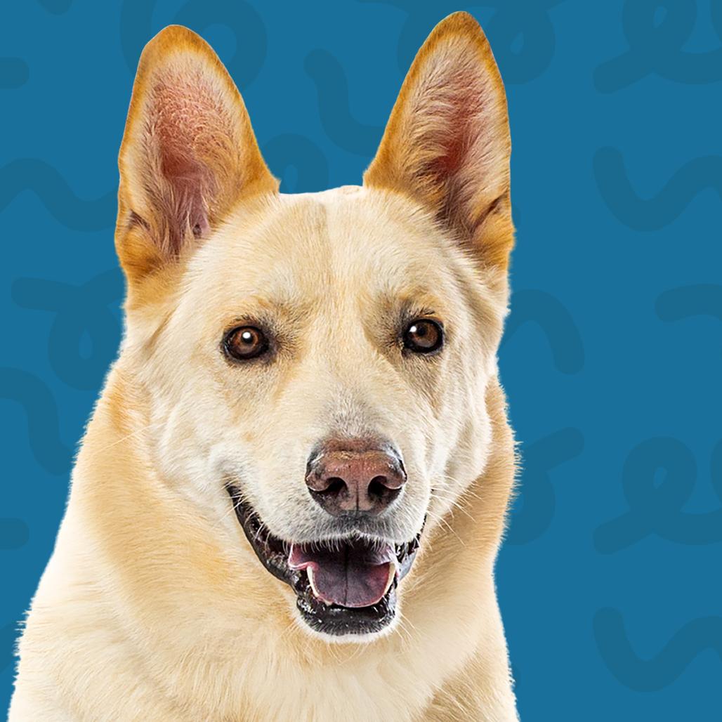 Enlarge Levi, a Adoptable mixed breed in Reno, NV image 1/5