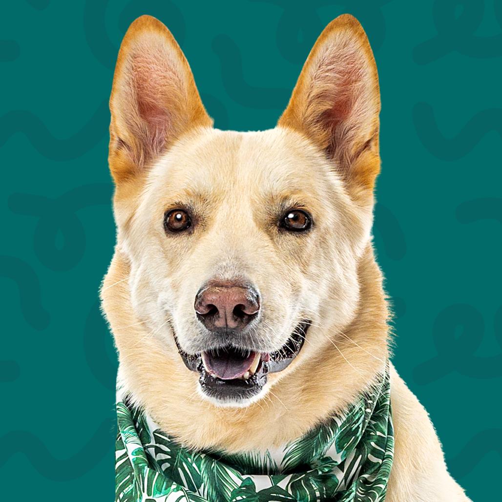 Enlarge Levi, a Adoptable mixed breed in Reno, NV image 2/5