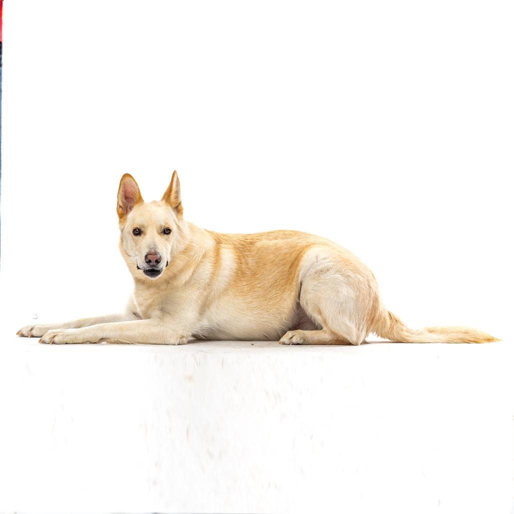 Enlarge Levi, a Adoptable mixed breed in Reno, NV image 4/5