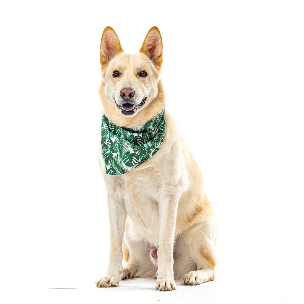 Enlarge Levi, a Adoptable mixed breed in Reno, NV image 5/5