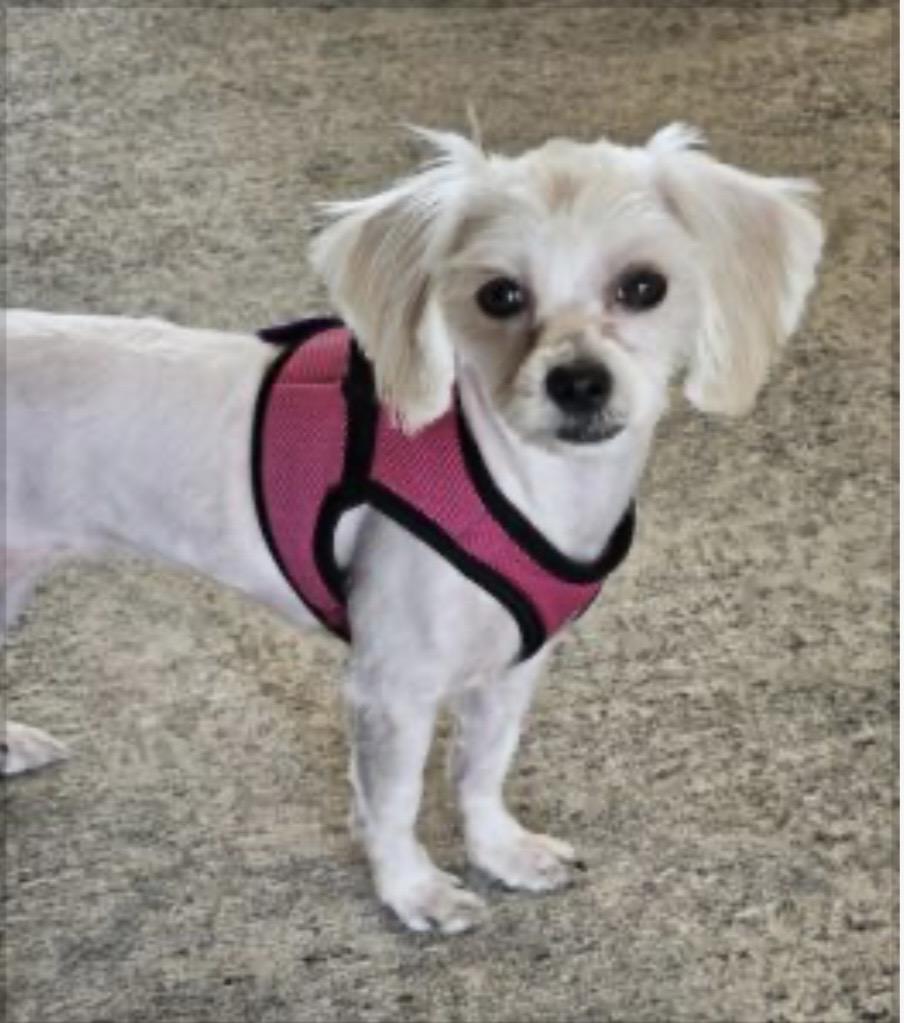 Blossom, ADOPTABLE, Young Female Malshi & Shih Tzu.