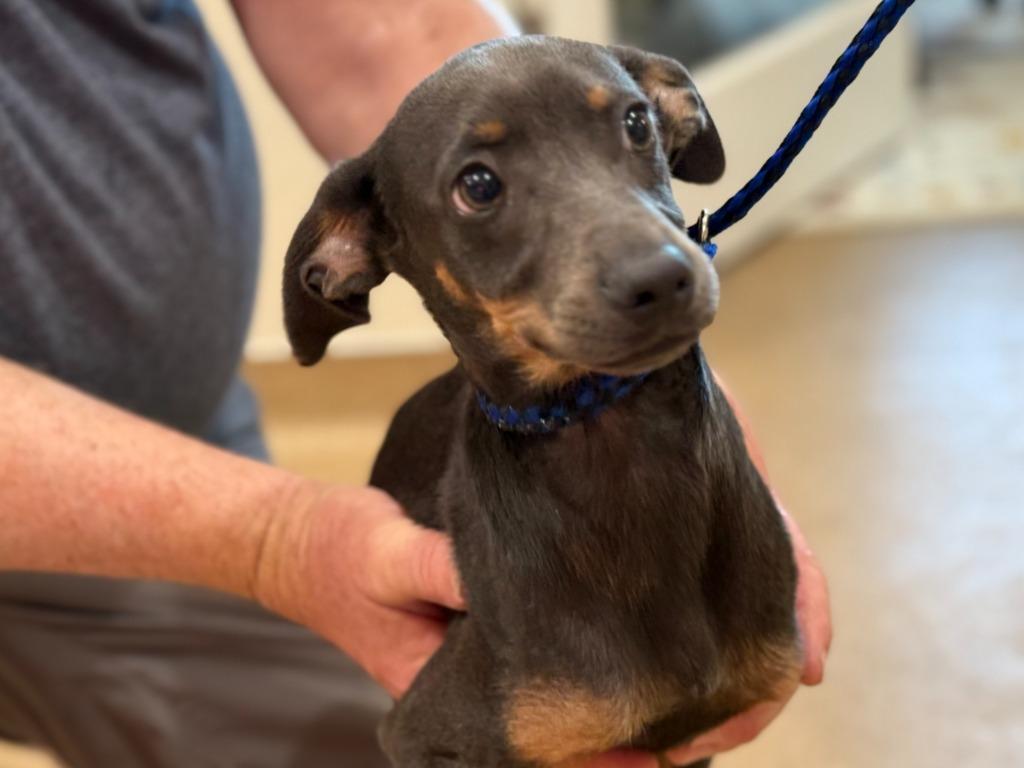 Odin, Adoptable, Puppy Male Miniature Pinscher & Mixed Breed.