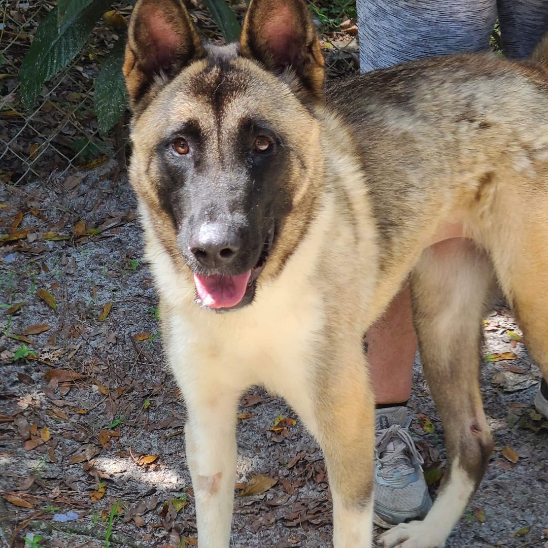 Tori, a Adoptable Akita in Jacksonville, FL image 1/6