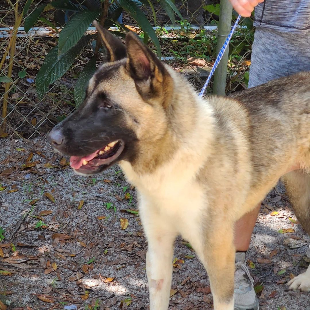 Tori, a Adoptable Akita in Jacksonville, FL image 2/6