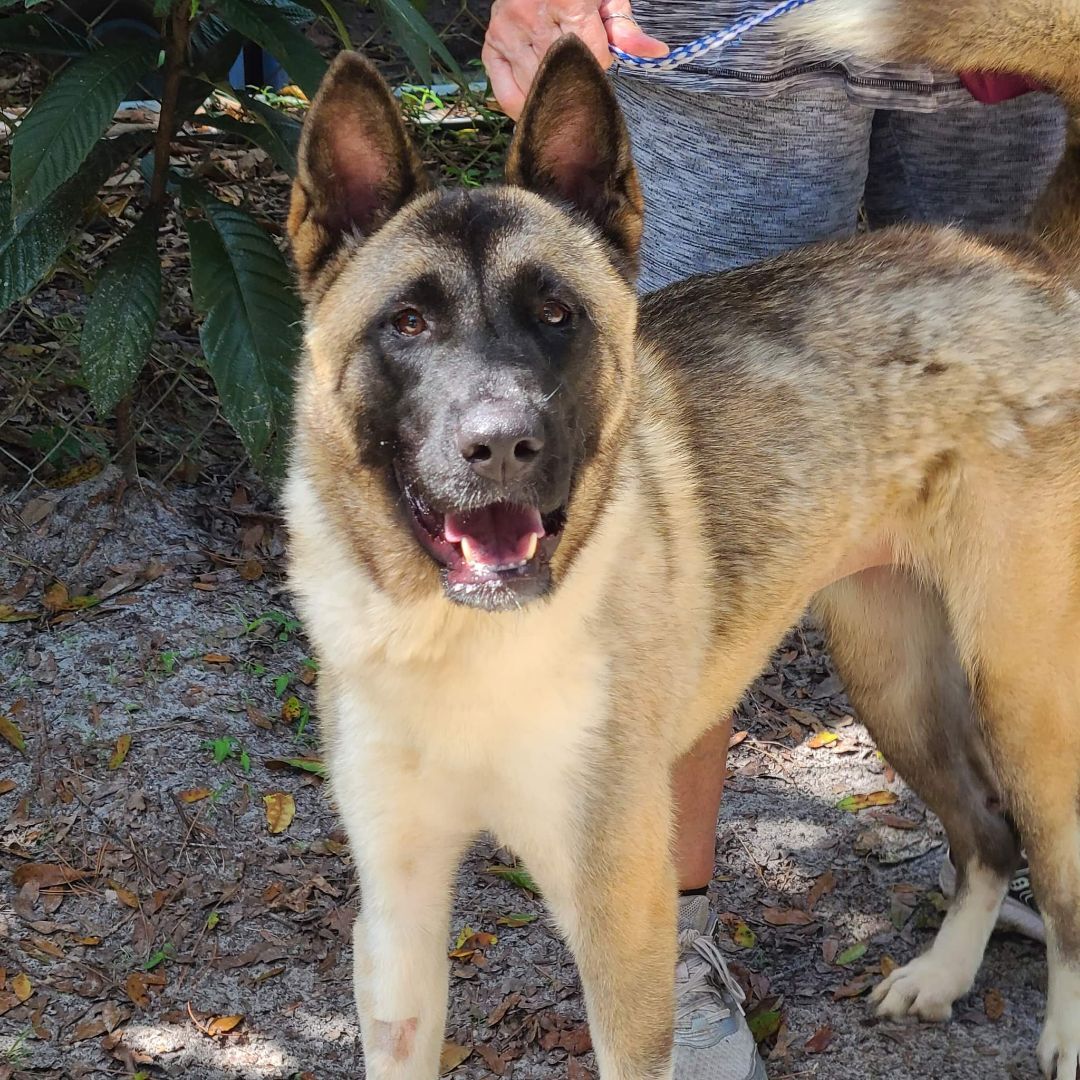 Tori, a Adoptable Akita in Jacksonville, FL image 3/6