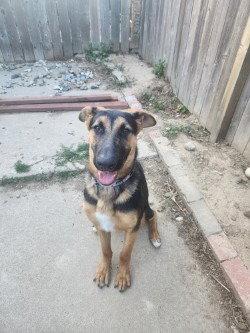 Valen, a Adoptable German Shepherd Dog in Modesto, CA image 1/3
