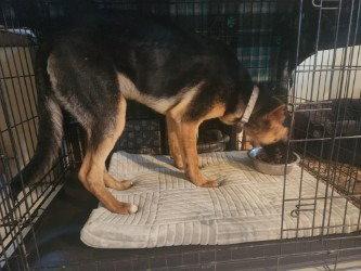 Valen, a Adoptable German Shepherd Dog in Modesto, CA image 2/3