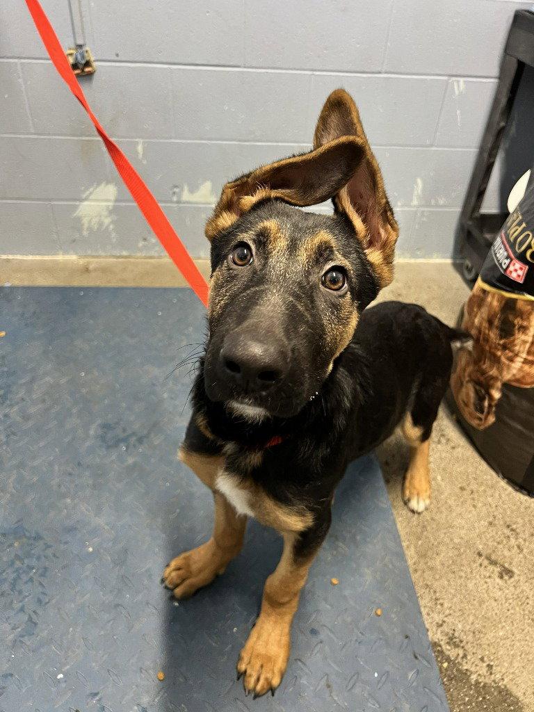 Valen, a Adoptable German Shepherd Dog in Modesto, CA image 3/3