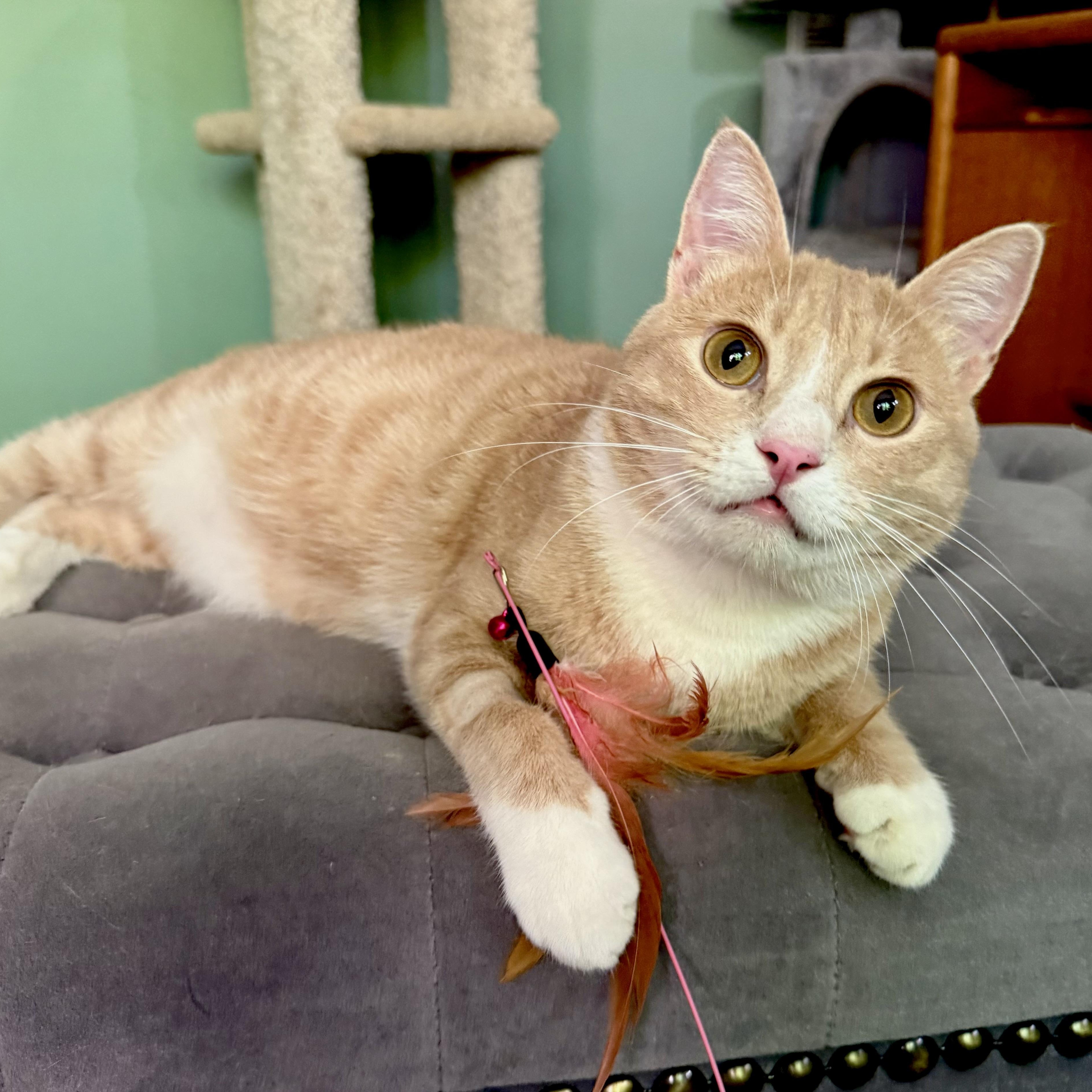 Mango -Super loving & Smart!