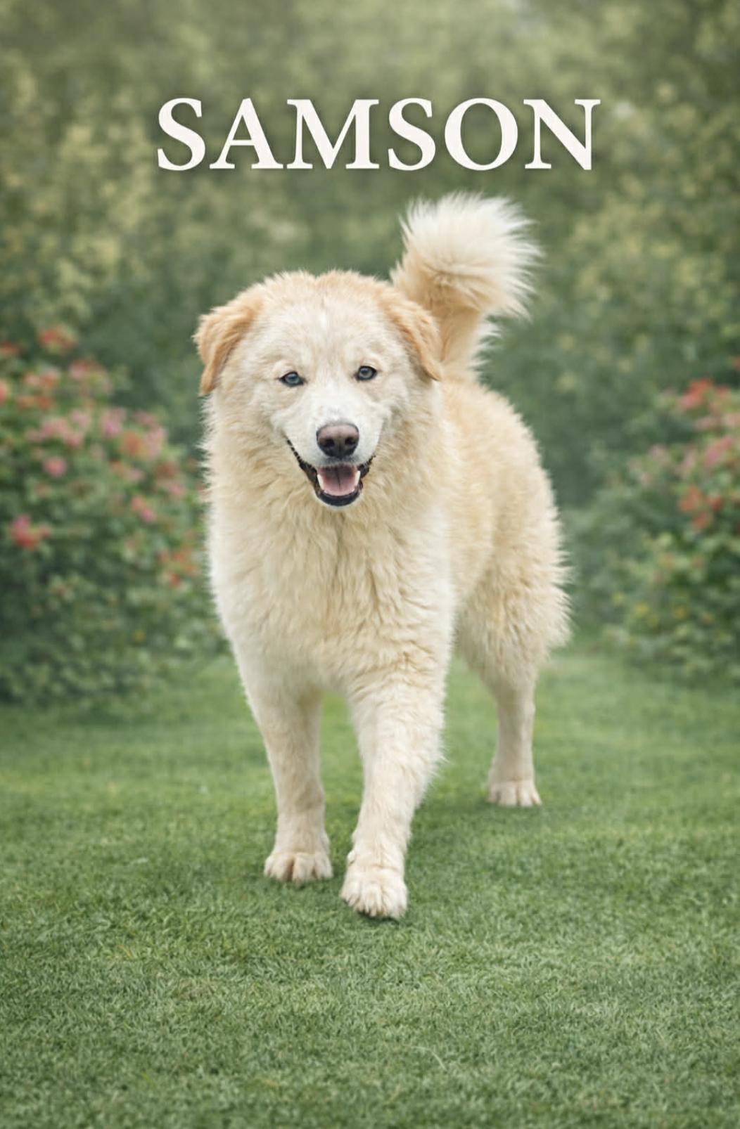 Enlarge Samson , an adopted mixed breed in Brattleboro, VT image 2/6