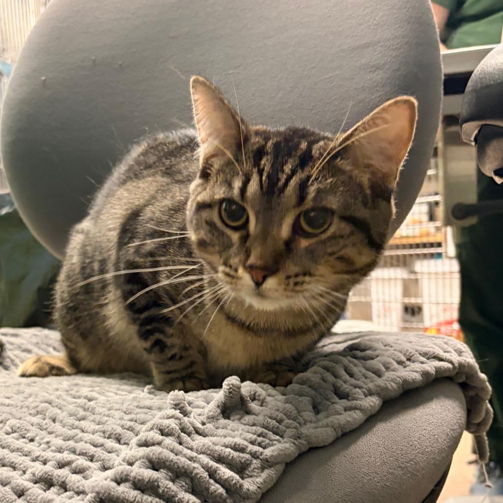 Twizzler, Adoptable, Young Female Domestic Short Hair.