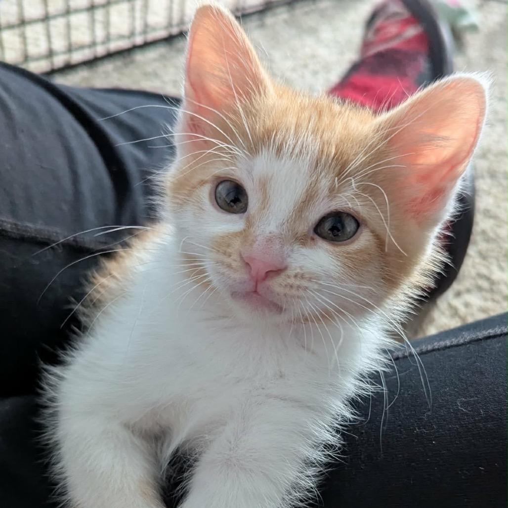 Enlarge Quinn, a Adoptable Domestic Short Hair in Calgary, AB image 1/6