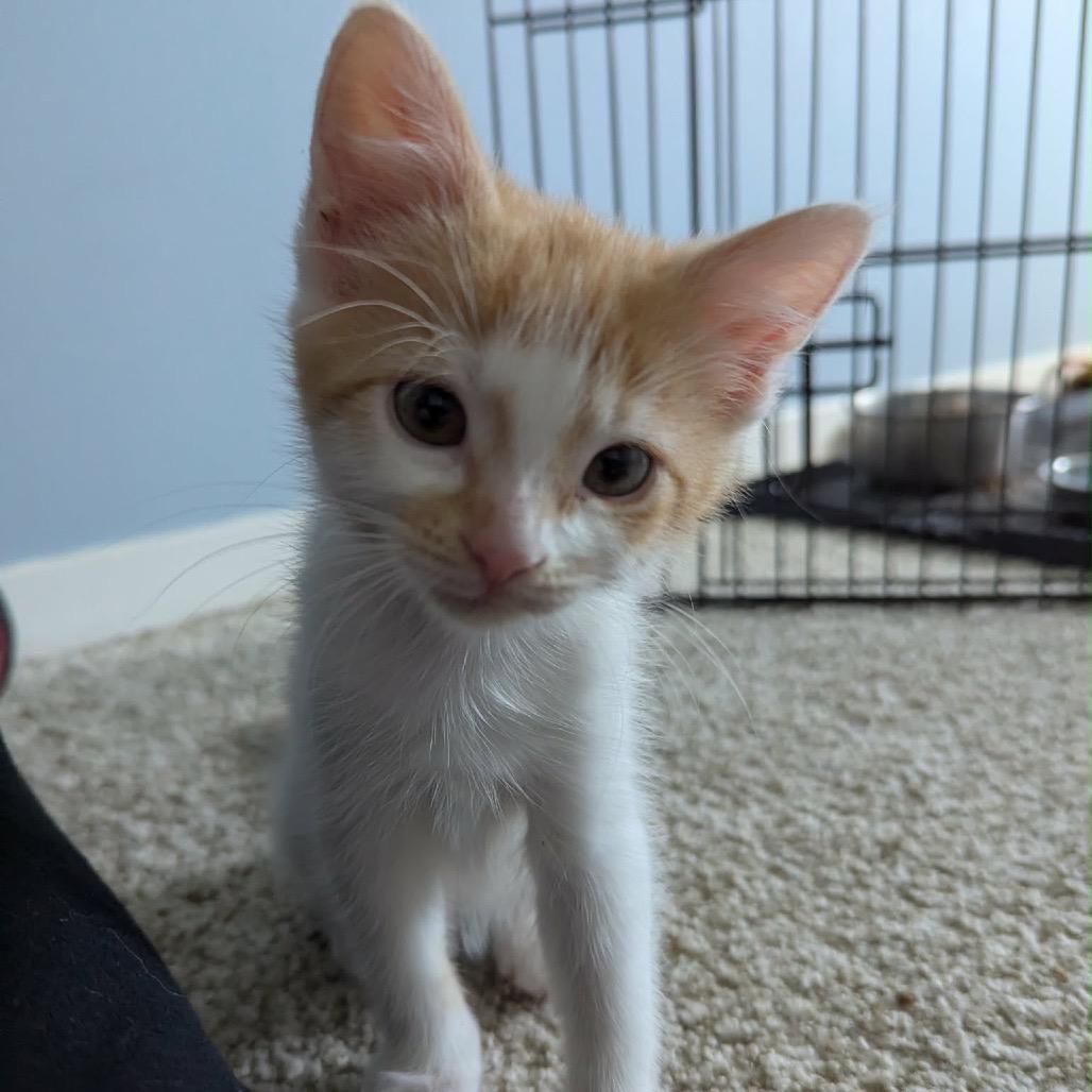 Enlarge Quinn, a Adoptable Domestic Short Hair in Calgary, AB image 3/6