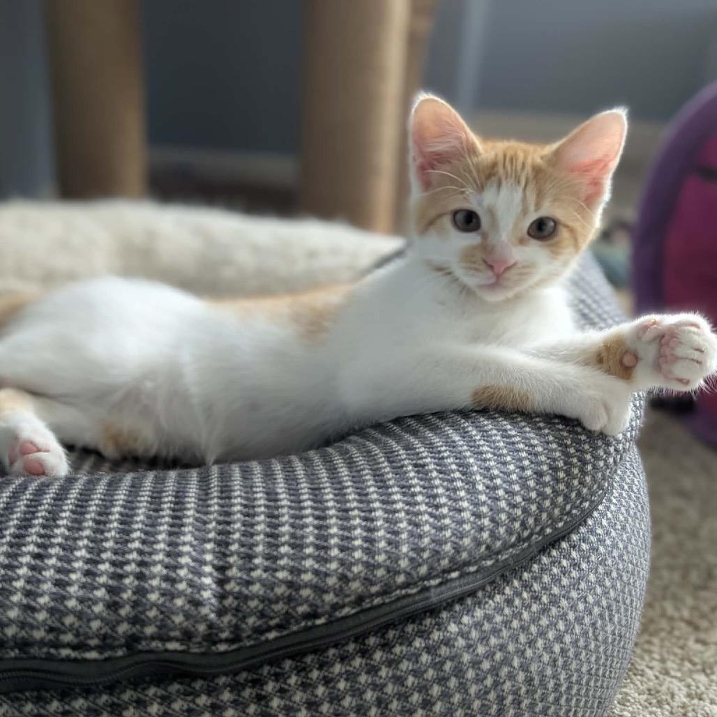 Enlarge Quinn, a Adoptable Domestic Short Hair in Calgary, AB image 4/6