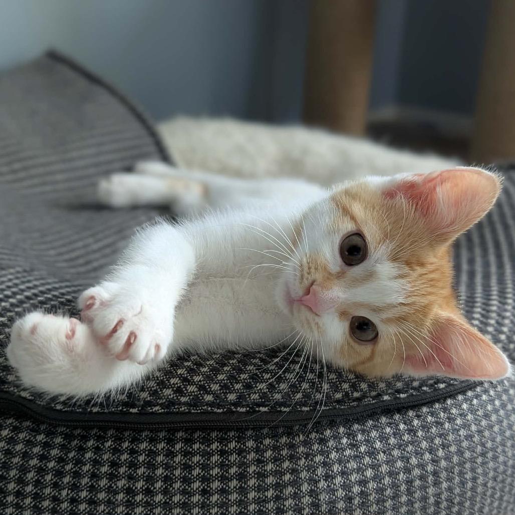 Enlarge Quinn, a Adoptable Domestic Short Hair in Calgary, AB image 5/6